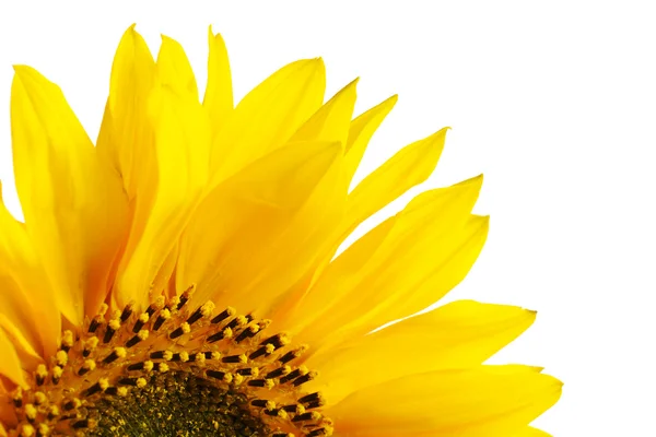 Part Sunflower Lat Helianthus Annuus White Selective Focus — Stock Photo, Image
