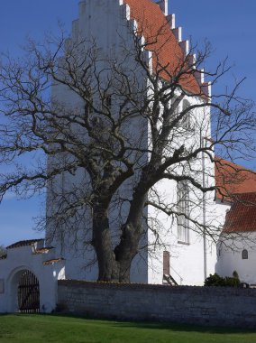 çorak yaşlı ağaç beyaz kilise önünde