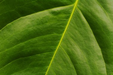 flamingo çiçeği (lat. anthurium) yaprak yüzeyi makro çekim (seçici odak, odak ana yaprak damarı ve diğer)