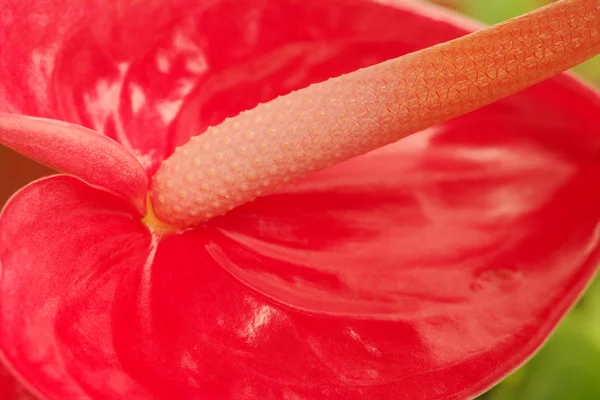 Fiore di fenicottero — Foto Stock