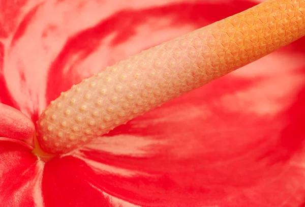 Fiore di fenicottero — Foto Stock