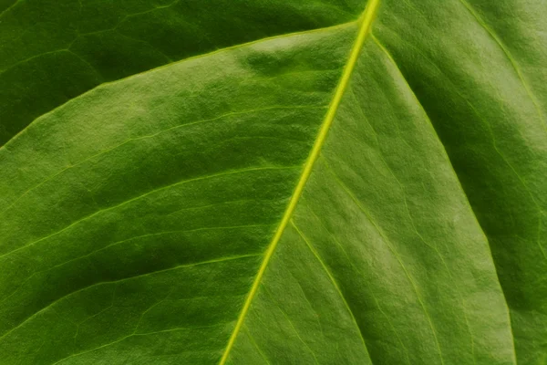 Leaf of Anthurium