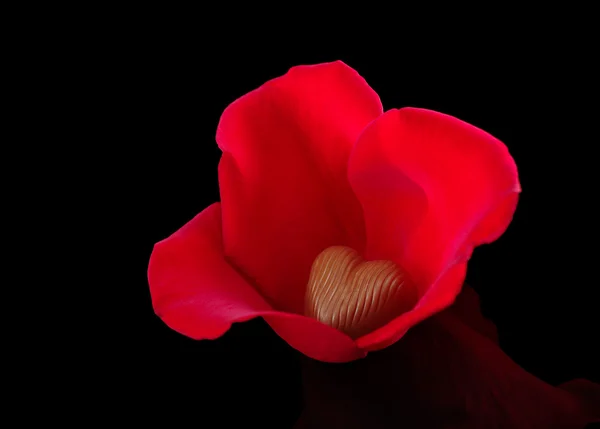 Herzförmige Vollmilchschokolade Umgeben Von Roten Rosenblättern Und Fotografiert Auf Schwarz — Stockfoto