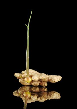 Sprouting root ginger (lat. Zingiber Officinale) photographed on black with reflection (Selective Focus, Focus on the front) clipart