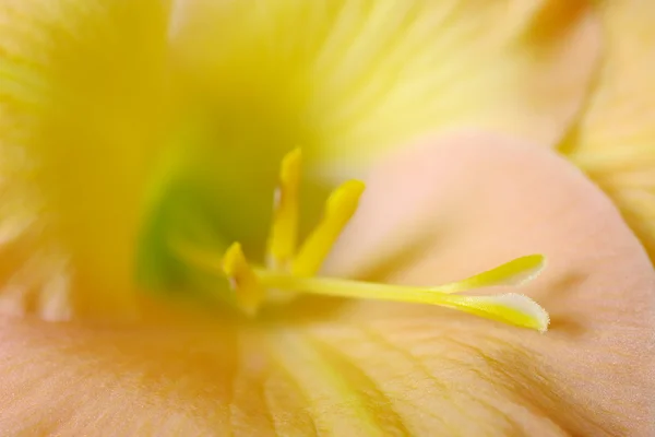 Het stigma van een bloem gladiolen — Stockfoto