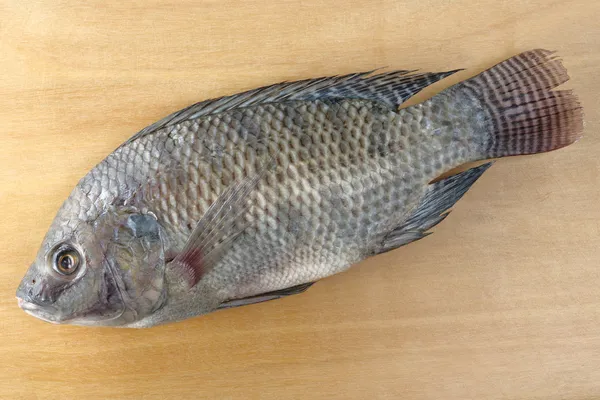 Ikan Disebut Tilapia — Stok Foto
