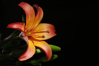 Orange Daylily on Black clipart