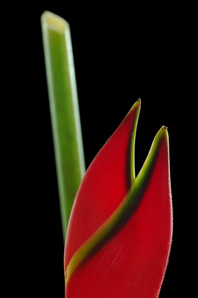 Tip van een rode heliconia — Stockfoto
