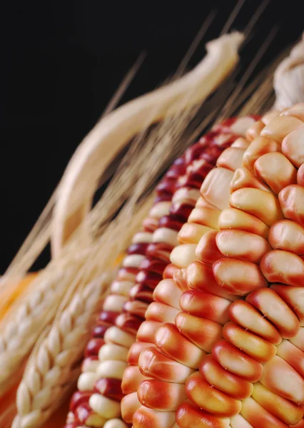 Красочный кукурузный початок — стоковое фото