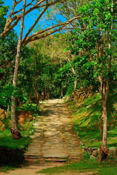 रसीला वनस्पति के बीच पत्थर सीढ़ियां — स्टॉक फ़ोटो, इमेज