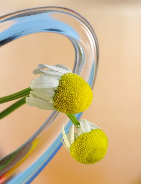 Kamille bloem — Stockfoto