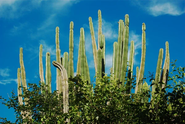 Kaktusy a modrá obloha — Stock fotografie