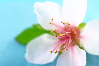 las anteras y el estigma de una flor de durazno