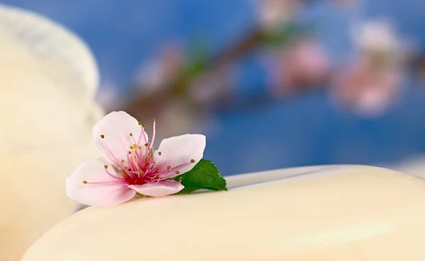 Melocotón flor en jabón — Foto de Stock