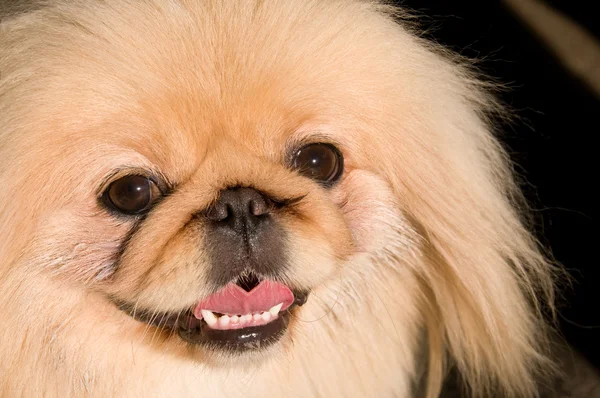 Pekingese köpek.