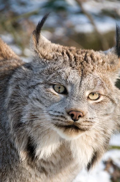 Lynx canadien . — Photo