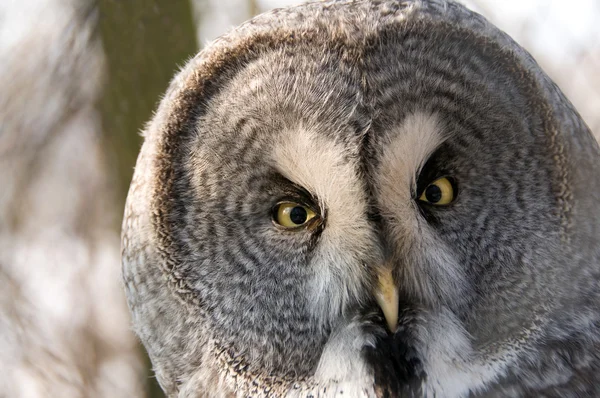 Owl Symbol Wisdom — Stock Photo, Image