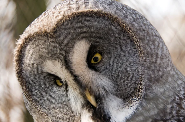 Great Gray Owl. — Stock Photo, Image
