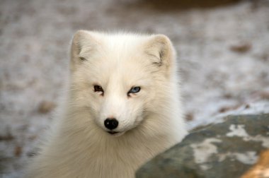 Polar fox. clipart