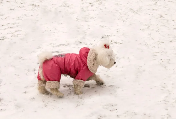 Lap Dog Roupas Inverno Correndo Pela Neve — Fotografia de Stock