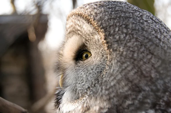 Owl Symbol Wisdom — Stock Photo, Image