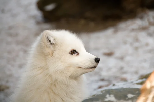 Polar fox. glimlach. — Stockfoto