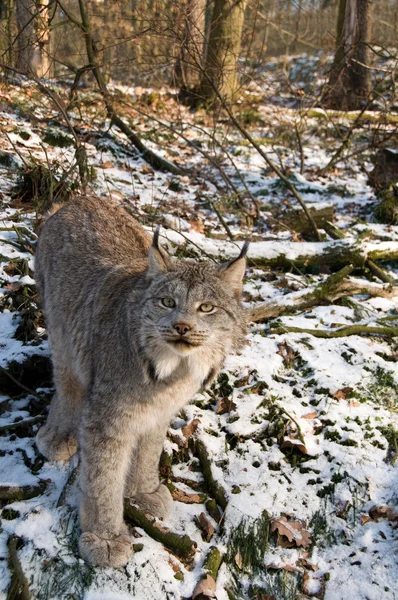 Months Kitten Canadian Lynx — Stock Photo, Image