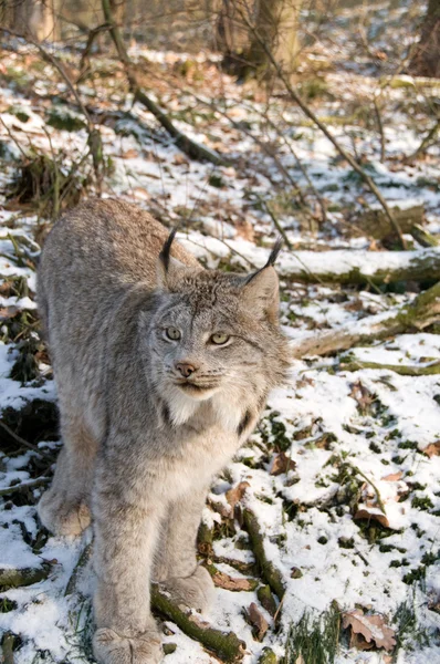 Canadien lynx — Stock Photo, Image