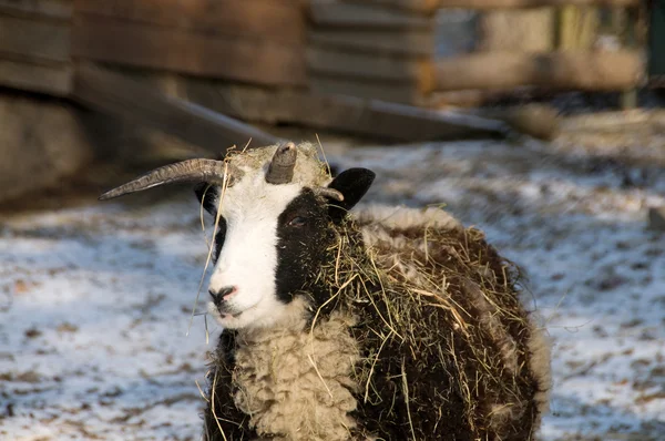 Quadricorno Pecore Domestiche Jacob Pecore — Foto Stock