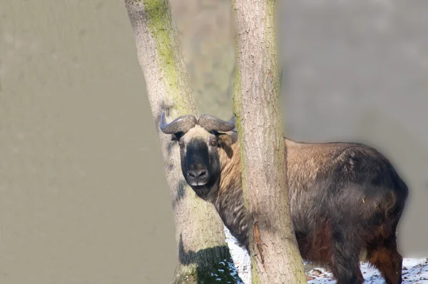 塔金是一种受保护的无沟动物 — 图库照片