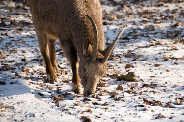 Siberian ibex (Capra sibirica). clipart