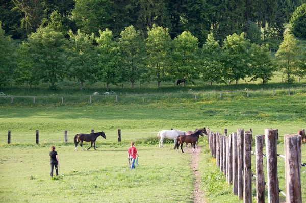 Kobiety Chodzą Konie Pastwisku — Zdjęcie stockowe