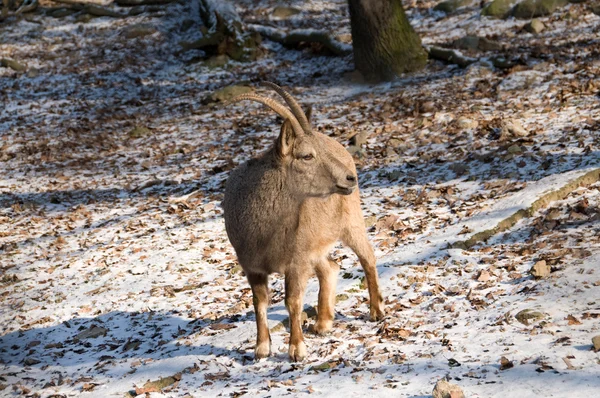 Ibex siberiano. Capra (ibex) sibirica . — Fotografia de Stock