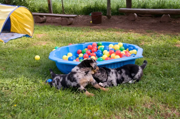 Cachorros Jugando Patio Del Perro —  Fotos de Stock
