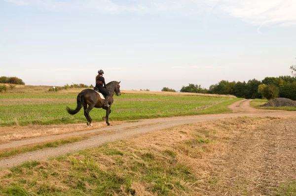 女人骑一匹棕色的马疾驰 — 图库照片