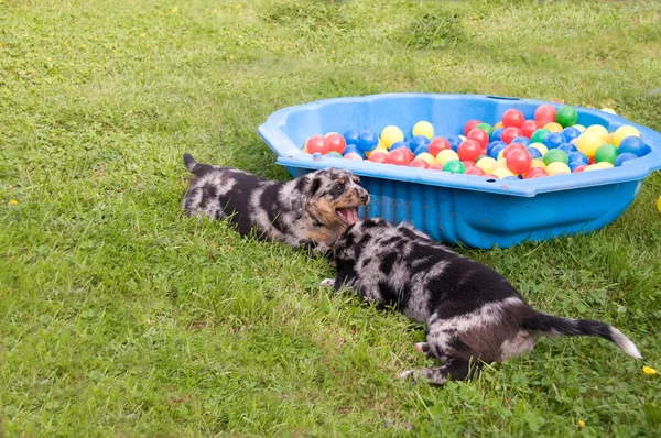 Kutya Játszótéren Játszanak Kölykök — Stock Fotó