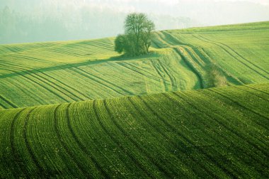 Dalgalar toprak.