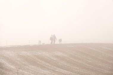 ve yoğun bir sis alanları ile köpekler yürüyüş.