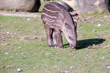 Tapir bebek .