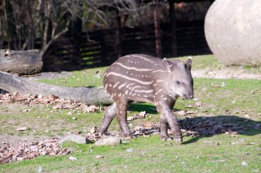 Tapir baby clipart