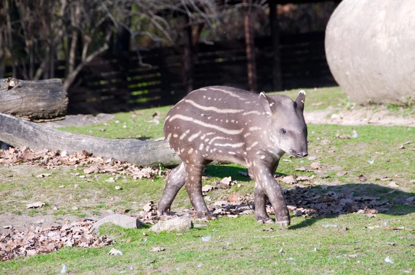 Tapir baby — Stock Photo, Image