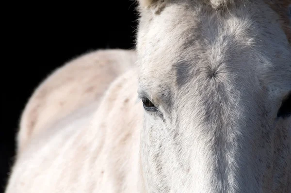 Occhio del cavallo. — Foto Stock