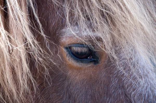 Olho de um cavalo . — Fotografia de Stock