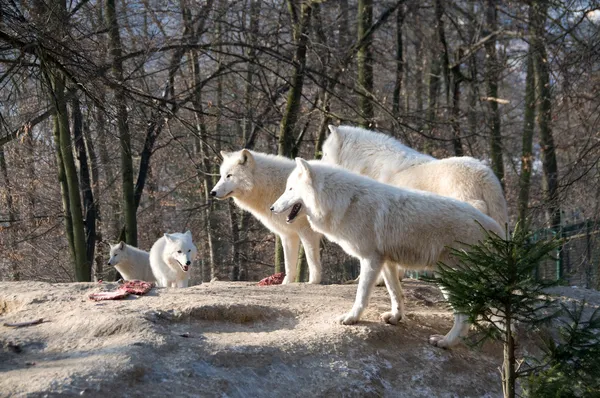 Pack van polar wolven. — Stockfoto