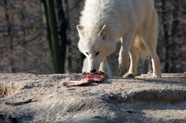 北極のオオカミ (canis lupus の tundrorum). — ストック写真
