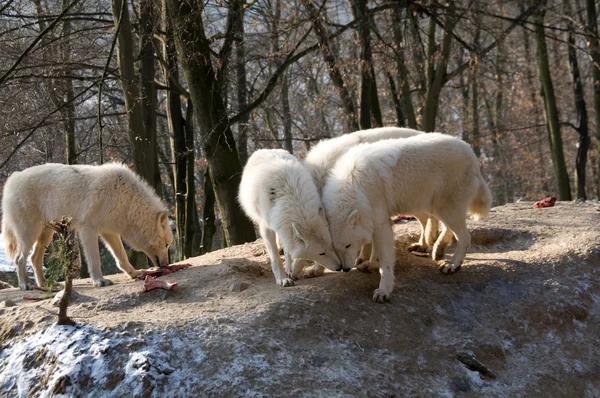 Genç Kutup kurtları — Stok fotoğraf