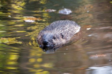 Beaver (Castor fiber) clipart