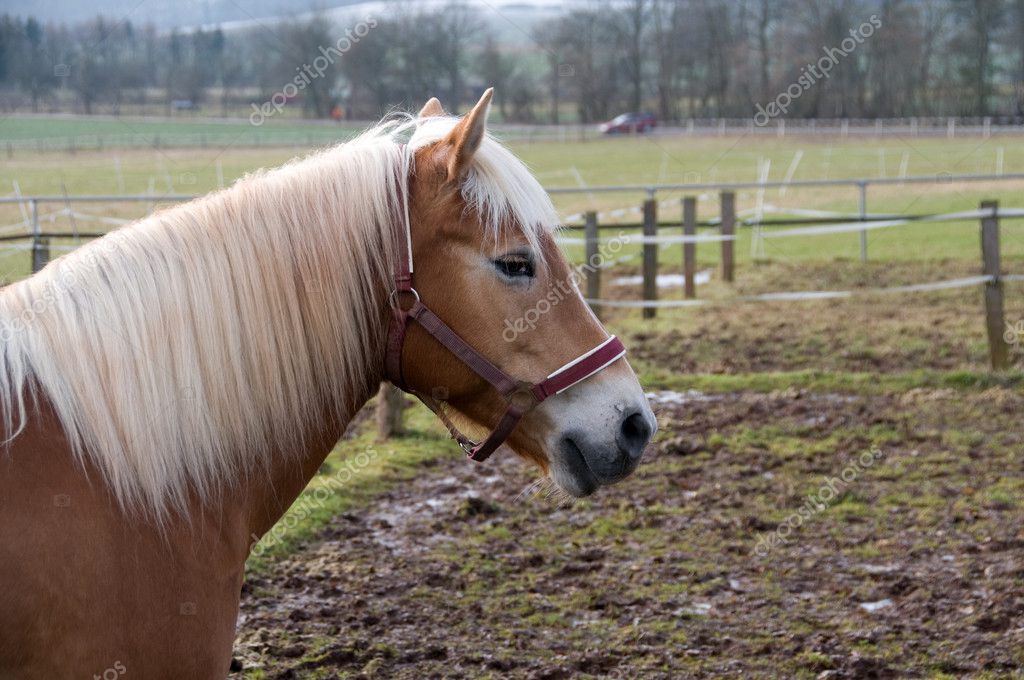 Doorzichtig ontrouw Matrix Blond. Portret van een paard. ⬇ Stockfoto, rechtenvrije foto door © murysia  #5249928