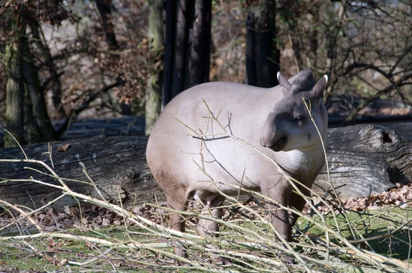 Tapir samica zjada oddział. — Zdjęcie stockowe