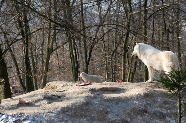 Polaire wolven — Stockfoto
